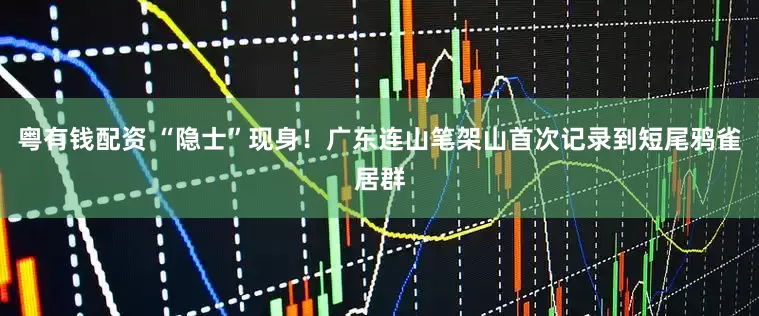 粤有钱配资 “隐士”现身！广东连山笔架山首次记录到短尾鸦雀居群